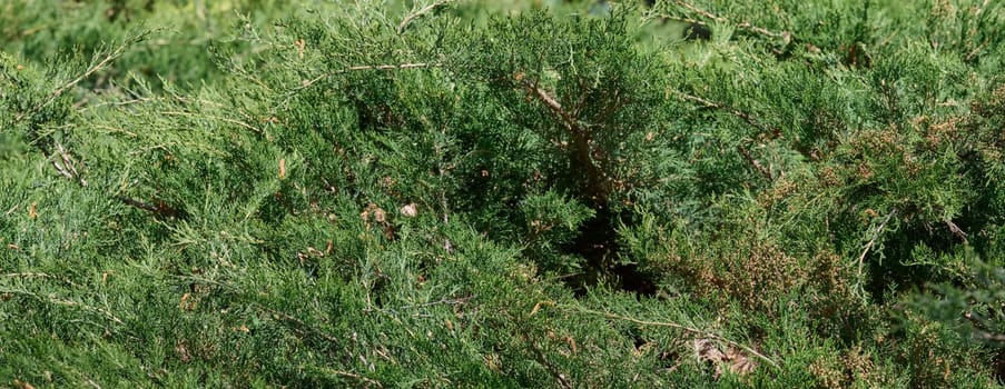 Green juniper shrub foliage close-up. Natural evergreen plant texture background
