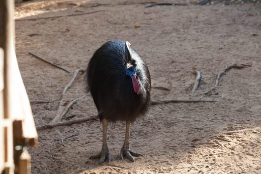A large cassowary bird walks across the savannah. High quality photo