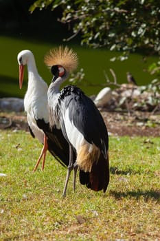 Crowned Crane against the background of a common stork. HD