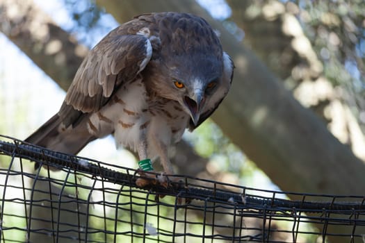 A large bird of prey screams while sitting on a branch. High quality photo