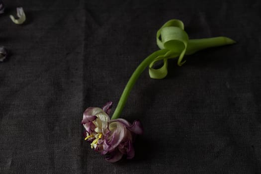 A lonely wilted parrot tulip flower on the dark background. Symbol of death, mourning, and the memory of a beloved who has passed, sense of loss and transience