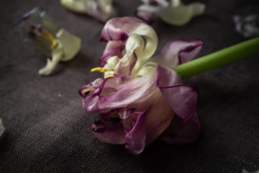 A lonely wilted parrot tulip flower on the dark background. Symbol of death, mourning, and the memory of a beloved who has passed, sense of loss and transience