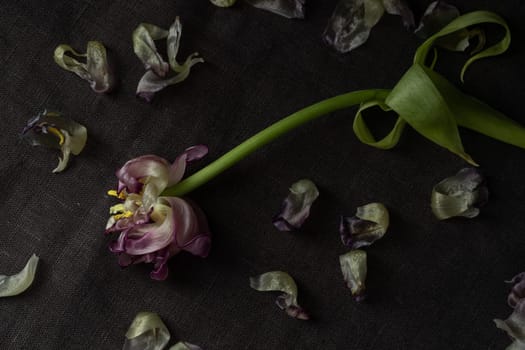 A lonely wilted parrot tulip flower on the dark background. Symbol of death, mourning, and the memory of a beloved who has passed, sense of loss and transience