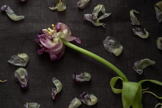 A lonely wilted parrot tulip flower on the dark background. Symbol of death, mourning, and the memory of a beloved who has passed, sense of loss and transience