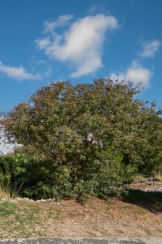 Majestic atlantic pistache tree in a sun-drenched Mediterranean landscape, showcasing its dense foliage against a clear blue sky and clouds.