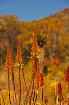 Aloe flowers in the Walter Sisulu botanical gardens, Johannesburg South Africa