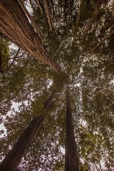 Vertical view of gigantic old Eucalyptus trees at the Debegeni waterfall in Magoebaskloof South Africa