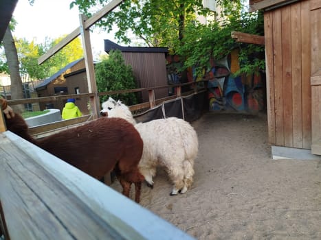 Two alpacas, one brown and one white, stand in a sandy enclosure at a zoo. A wooden fence runs along the foreground. A person wearing a yellow jacket can be seen in the background.