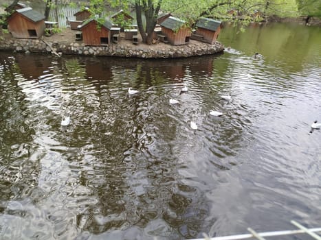 Several white ducks swim in a pond. A small island with wooden houses sits in the background on a cloudy day in a park. The water reflects the sky and surrounding trees.