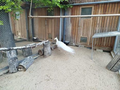 A white peacock walks in a sandy enclosure with wooden structures. A chain-link fence and wooden buildings surround the peacock at the zoological park.