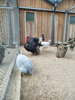 Three birds are in an outdoor enclosure at a farm. A black turkey stands near a white turkey and a grey guinea fowl. The birds are on sand next to a wooden structure.