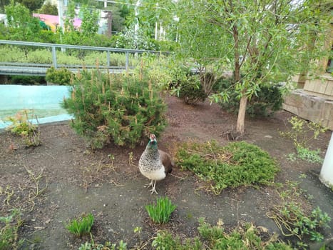 A peacock stands on dirt in a garden amongst bushes and plants in daylight. The outdoor setting includes green landscaping, a footbridge, and other shrubbery.