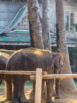 Tropical sanctuary is home to majestic elephants and enjoying their habitat in a national park, showing the significance of elephant conservation and protection efforts. Thai environment.