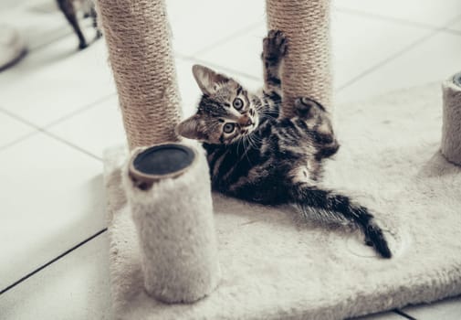 Portrait of one small beautiful tricolor kitten playing cutely in a cat house disassembled for repair and replacement of jute thread, looking at the camera on a summer day in the kitchen, close-up side view. Concept of the lifestyle of domestic kittens.