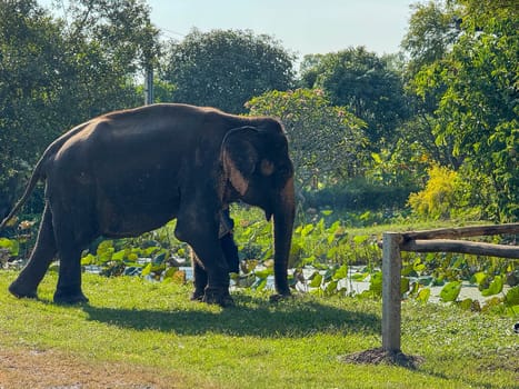 Bangkok, Thailand - November 11, 2024: Playful elephant duo with ivory tusks at Thai conservation center, Elephant Care Sanctuary. Large mammals living in harmony, wildlife habitat.