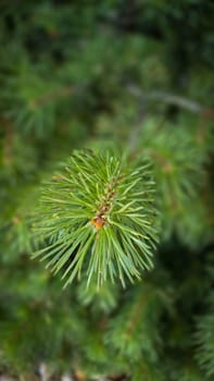Vibrant Green Pine Branches in Natural Lighting good for multimedia background, Vivid close up of fresh green pine branches, showcasing their detailed needles in a softly lit natural atmosphere, perfect for representing nature's beauty, greenery, or environmental concepts.