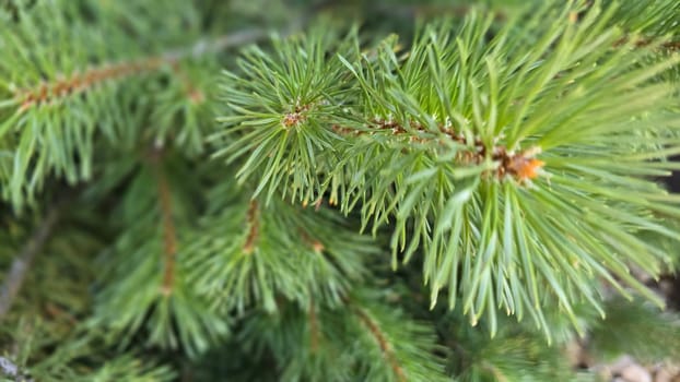 Vibrant Green Pine Branches in Natural Lighting good for multimedia background, Vivid close up of fresh green pine branches, showcasing their detailed needles in a softly lit natural atmosphere, perfect for representing nature's beauty, greenery, or environmental concepts.