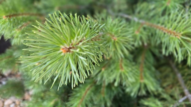 Vibrant Green Pine Branches in Natural Lighting good for multimedia background, Vivid close up of fresh green pine branches, showcasing their detailed needles in a softly lit natural atmosphere, perfect for representing nature's beauty, greenery, or environmental concepts.