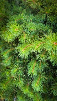 Vibrant Green Pine Branches in Natural Lighting good for multimedia background, Vivid close up of fresh green pine branches, showcasing their detailed needles in a softly lit natural atmosphere, perfect for representing nature's beauty, greenery, or environmental concepts.