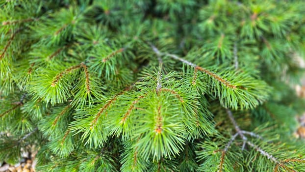 Vibrant Green Pine Branches in Natural Lighting good for multimedia background, Vivid close up of fresh green pine branches, showcasing their detailed needles in a softly lit natural atmosphere, perfect for representing nature's beauty, greenery, or environmental concepts.