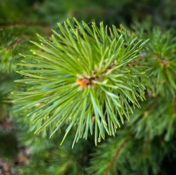 Vibrant Green Pine Branches in Natural Lighting good for multimedia background, Vivid close up of fresh green pine branches, showcasing their detailed needles in a softly lit natural atmosphere, perfect for representing nature's beauty, greenery, or environmental concepts.