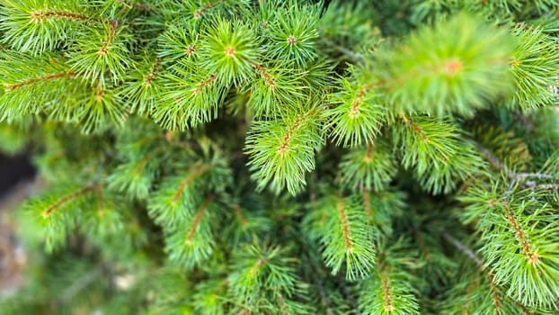 Vibrant Green Pine Branches in Natural Lighting good for multimedia background, Vivid close up of fresh green pine branches, showcasing their detailed needles in a softly lit natural atmosphere, perfect for representing nature's beauty, greenery, or environmental concepts.