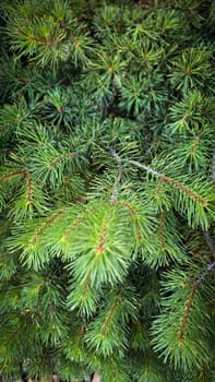 Vibrant Green Pine Branches in Natural Lighting good for multimedia background, Vivid close up of fresh green pine branches, showcasing their detailed needles in a softly lit natural atmosphere, perfect for representing nature's beauty, greenery, or environmental concepts.