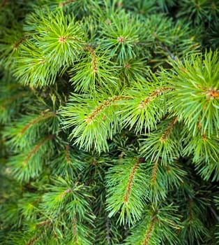 Vibrant Green Pine Branches in Natural Lighting good for multimedia background, Vivid close up of fresh green pine branches, showcasing their detailed needles in a softly lit natural atmosphere, perfect for representing nature's beauty, greenery, or environmental concepts.