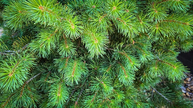 Vibrant Green Pine Branches in Natural Lighting good for multimedia background, Vivid close up of fresh green pine branches, showcasing their detailed needles in a softly lit natural atmosphere, perfect for representing nature's beauty, greenery, or environmental concepts.