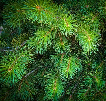 Vibrant Green Pine Branches in Natural Lighting good for multimedia background, Vivid close up of fresh green pine branches, showcasing their detailed needles in a softly lit natural atmosphere, perfect for representing nature's beauty, greenery, or environmental concepts.