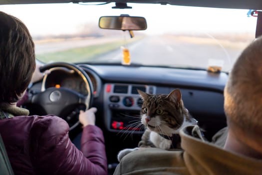 A married couple is traveling with their beloved pet on a car trip, a journey in the sunny day. A young man and a woman take care of the health of their cat and take him to the veterinarian.