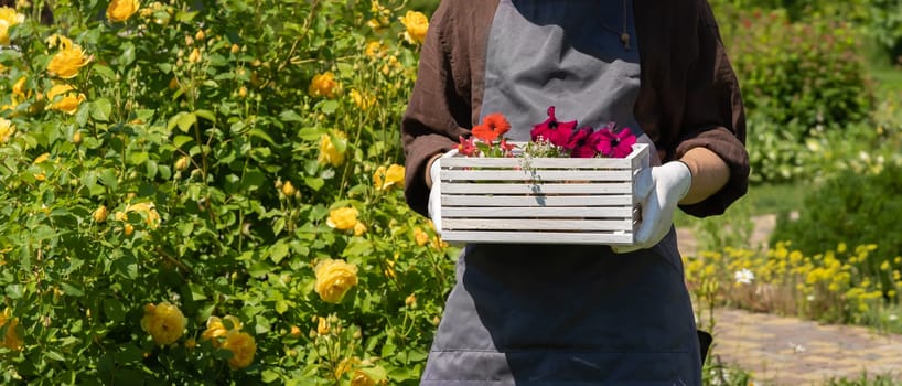 A closeup of hands in work gloves holding a flower seedlings in a pot in a white wooden box. A professional gardener is going to plant petunia hybrida seedlings.