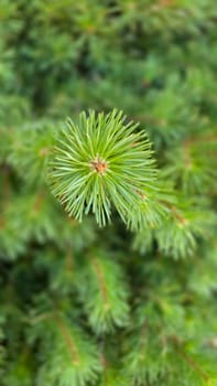 Vibrant Green Pine Branches in Natural Lighting good for multimedia background, Vivid close up of fresh green pine branches, showcasing their detailed needles in a softly lit natural atmosphere, perfect for representing nature's beauty, greenery, or environmental concepts.