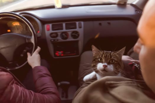A married couple is traveling with their beloved pet on a car trip, a journey in the sunny day. A young man and a woman take care of the health of their cat and take him to the veterinarian.