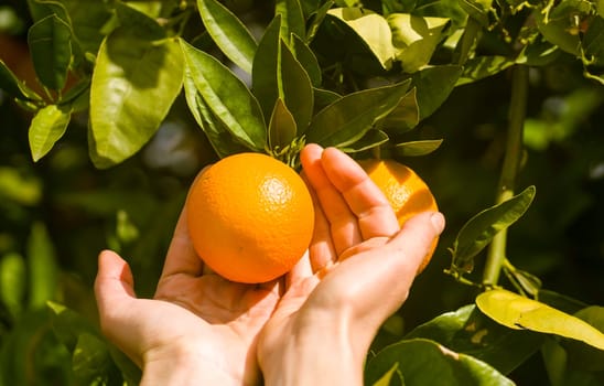 Women's hands pick juicy tasty oranges from a tree in the garden, harvesting on a sunny day.