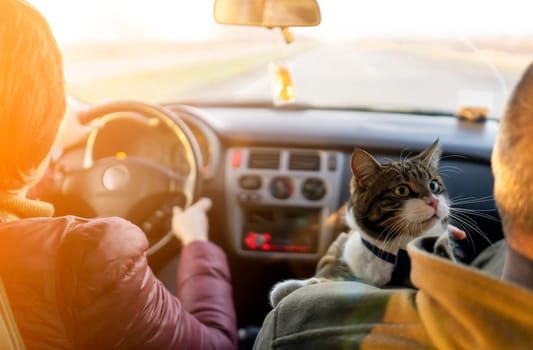 A married couple is traveling with their beloved pet on a car trip, a journey in the sunny day. A young man and a woman take care of the health of their cat and take him to the veterinarian.