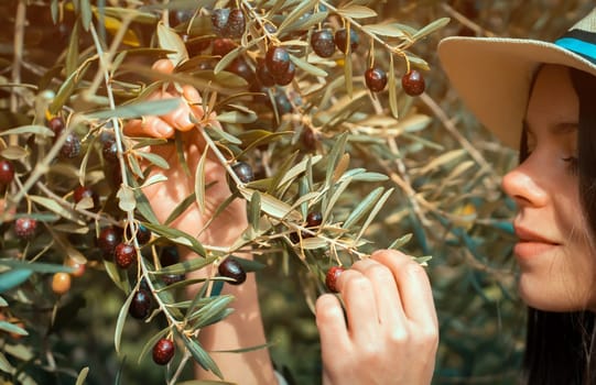 Young girl holds in her hands a branch with juicy ripe black olives at sunset, a woman is engaged in farming and gardening, develops a plantation of olive trees during the harvest, close up view.