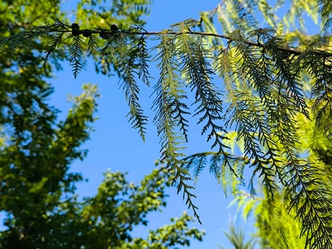 Leaves bright sky landscape background trees summer day park shotlisttravel autumn travel Europe blue sky green nature . High quality photo