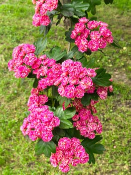Vibrant pink hawthorn flowers in full bloom add a splash of color against green leaves in a spring garden. The detailed textures create a stunning natural display of beauty.