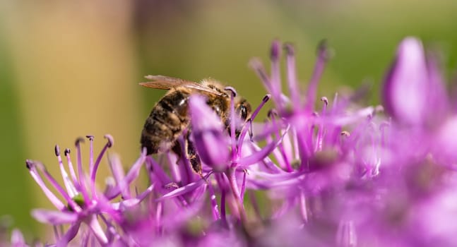A closeup view of a busy bee sitting delicately on a vibrant purple flower, showcasing natures beauty and the importance of pollinators