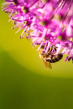 This image displays a closeup view of a bee busily collecting nectar from a vibrant purple flower, showcasing natures beauty