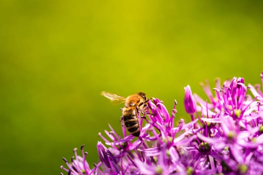 A solitary bee is resting gently on a beautifully blooming purple flower, engaging in its natural behavior of pollination