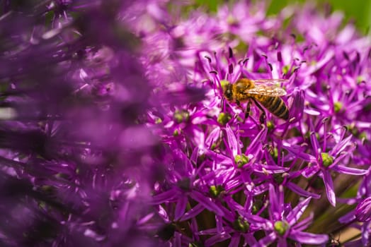 A small bee is sitting comfortably on a vibrant purple flower, enjoying the nectar it has to offer while contributing to pollination