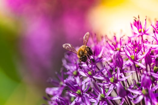 A honey bee is peacefully sitting on a vibrant purple flower, enjoying the sun and gathering nectar for its hive and pollination