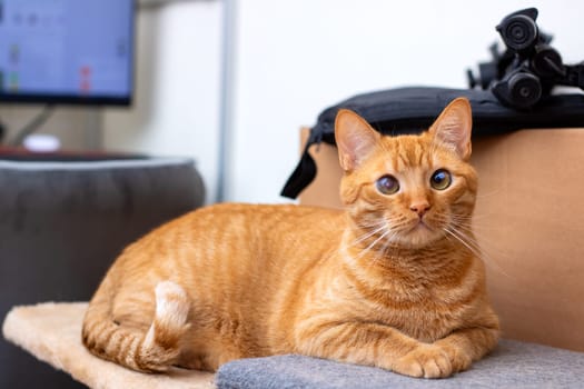 An orange cat is comfortably laying on a sturdy cat tree while looking directly at the camera, creating a charming visual display