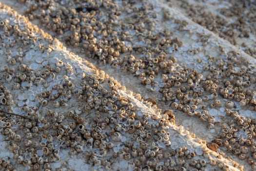 The bottom of boat covered with Acorn barnacles (Semibalanus balanoides), ready to be scraped, cleaned and coated with antifouling paint for yachts, Many shells on the boat