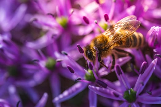 This image features a closeup view of a bee meticulously resting on a beautiful purple flower, showcasing its intricate details and colors