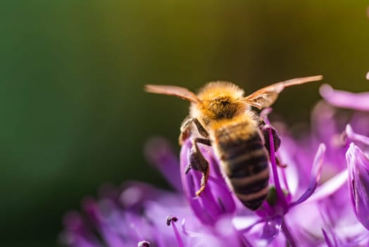 This is an image showcasing a closeup photograph featuring a busy bee perched delicately on a vibrant purple flower, highlighting natures beauty