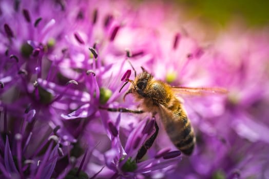 A bee is sitting contently on a vibrant purple flower, taking its time to gather nectar and pollen for its hive. It is a beautiful sight to behold