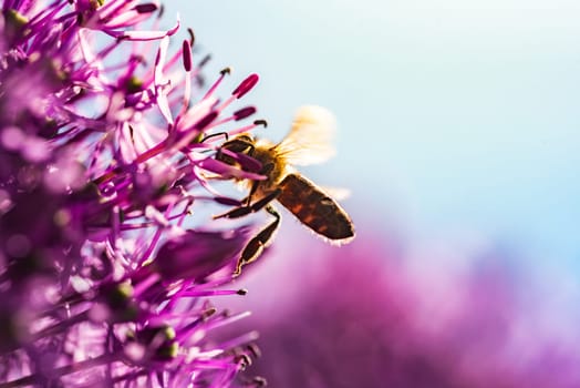 This is a closeup image capturing a bee resting delicately on a vibrant purple flower, showcasing natures intricate beauty and harmony
